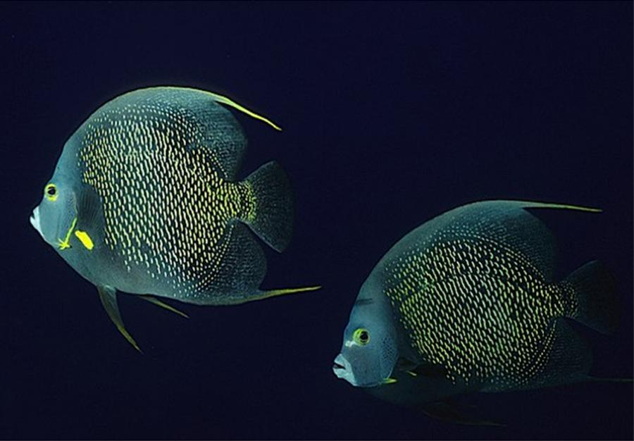 Французская Рыба-Ангел