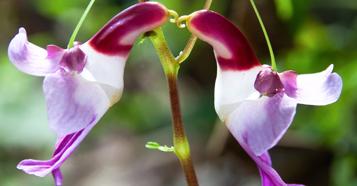 Parrot Flower (Impatiens psittacina)