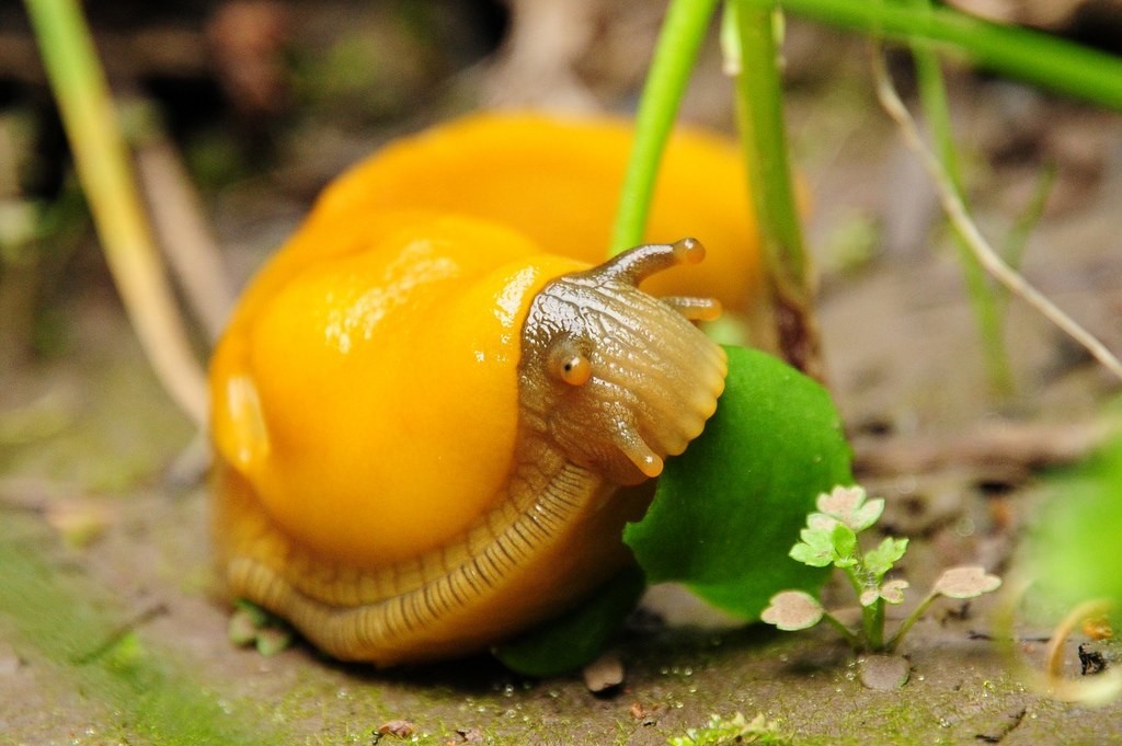 Banana Slugs