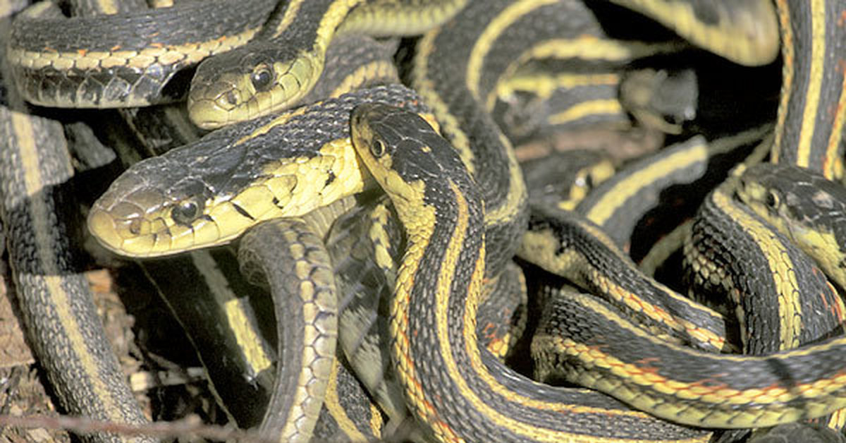 Garter Snakes