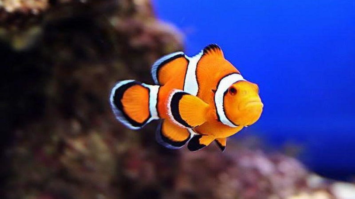 Clownfish