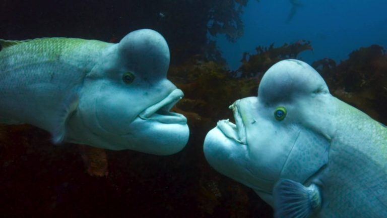 животные меняют пол