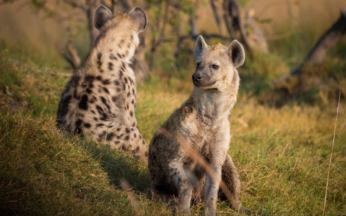 Spotted Hyenas