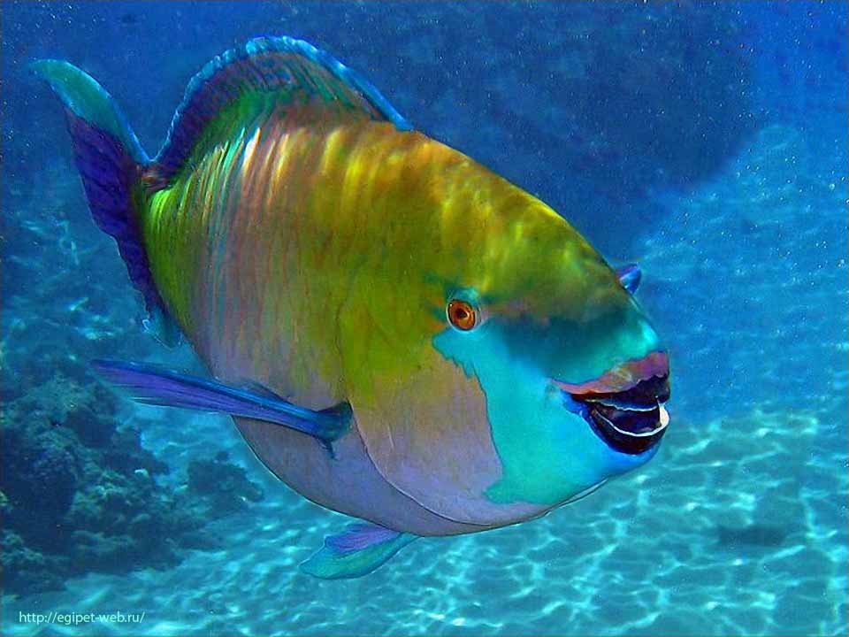 Parrotfish