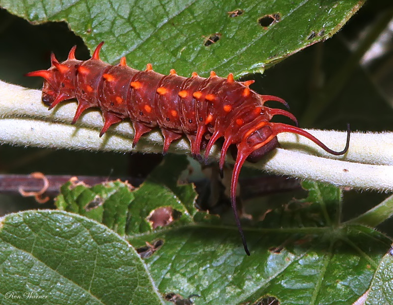 Pipevine Swallowtail Caterpillar