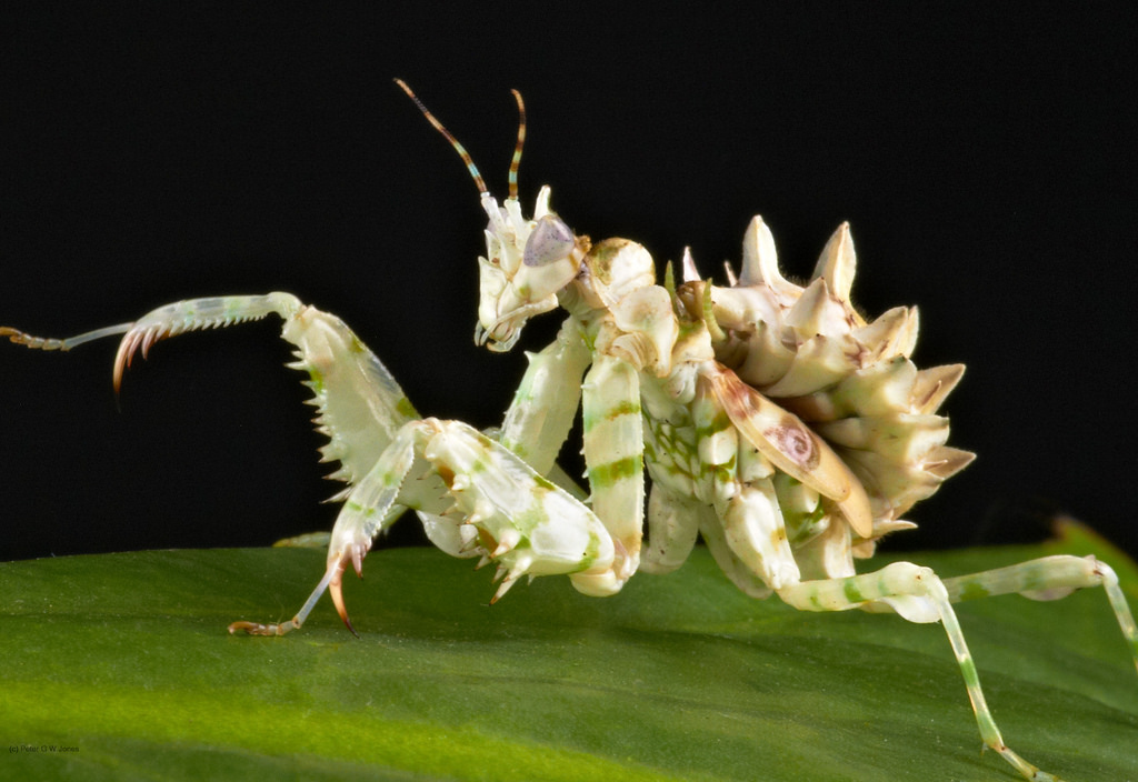 Spiny Flower Mantis