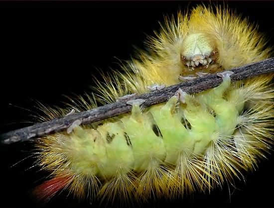 Pale Tussock Caterpillar