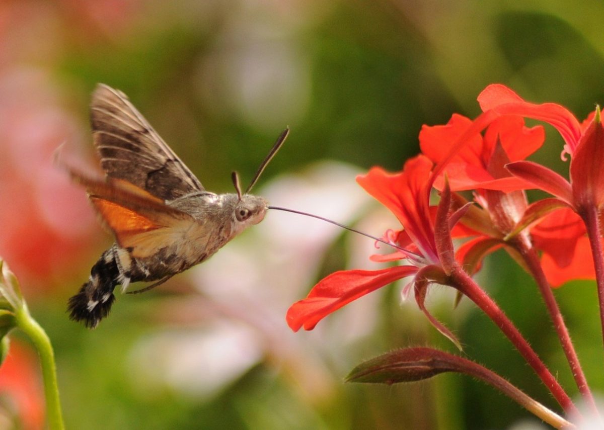Hummingbird Moth