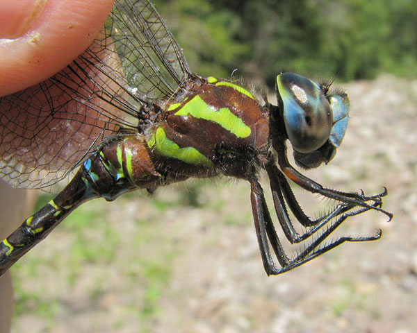 Southern Giant Darner