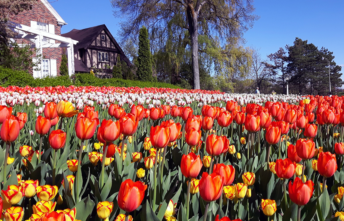 Канадский Фестиваль Тюльпанов В Оттаве – Канада