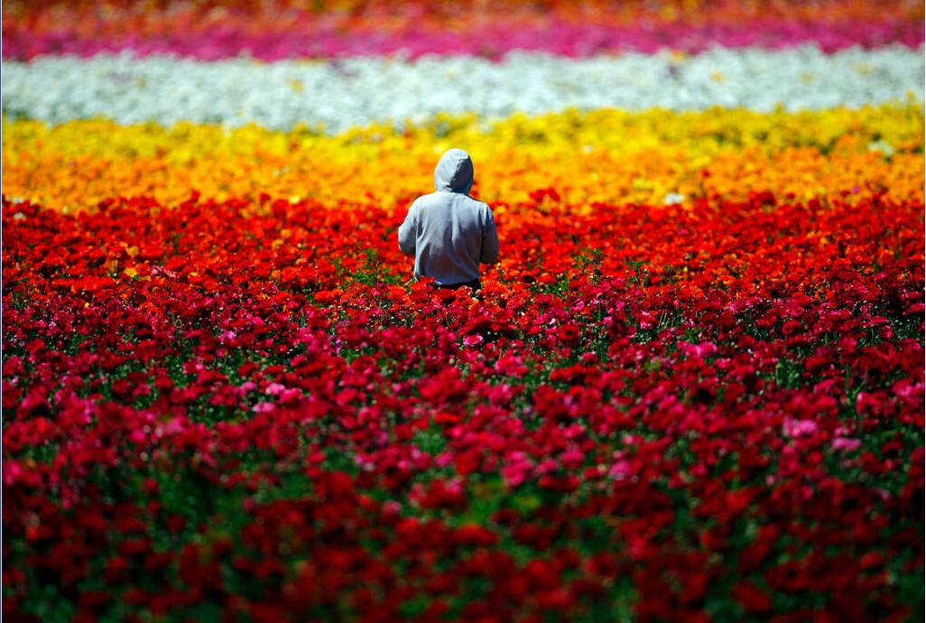 Карлсбадские цветочные поля, Лос-Анджелес-США