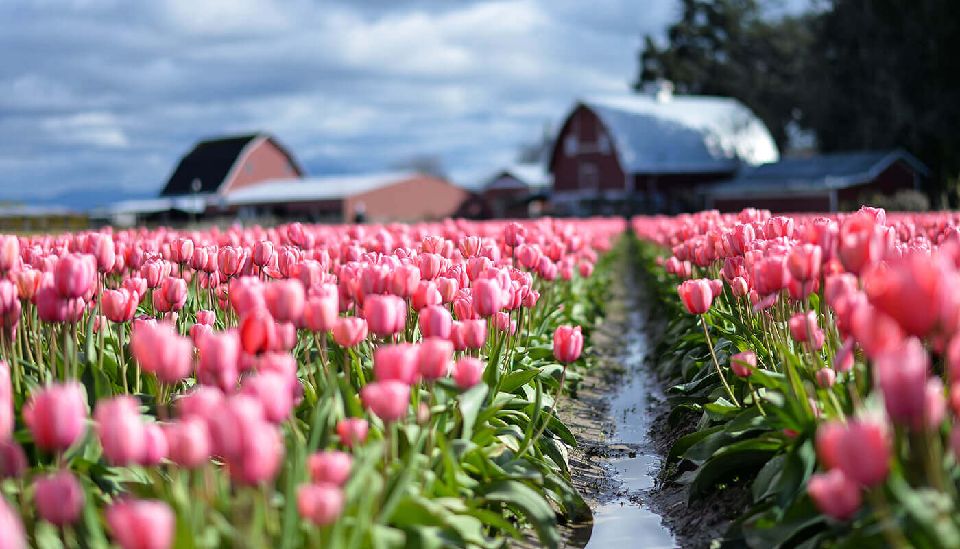 Фестиваль Тюльпанов Сакуры