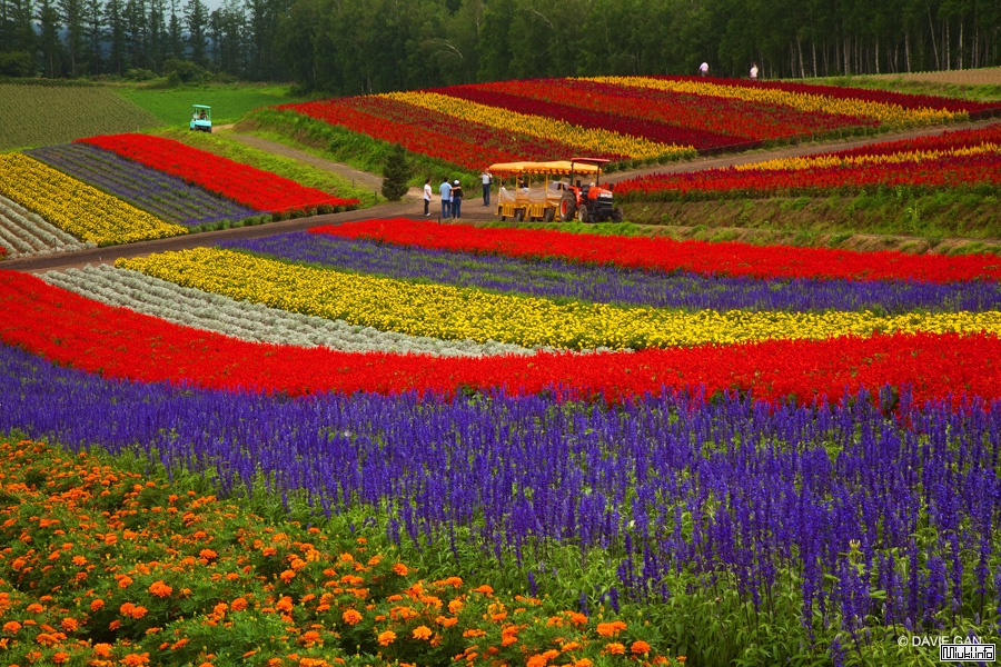 Цветочные Поля Фурано, Хоккайдо-Япония