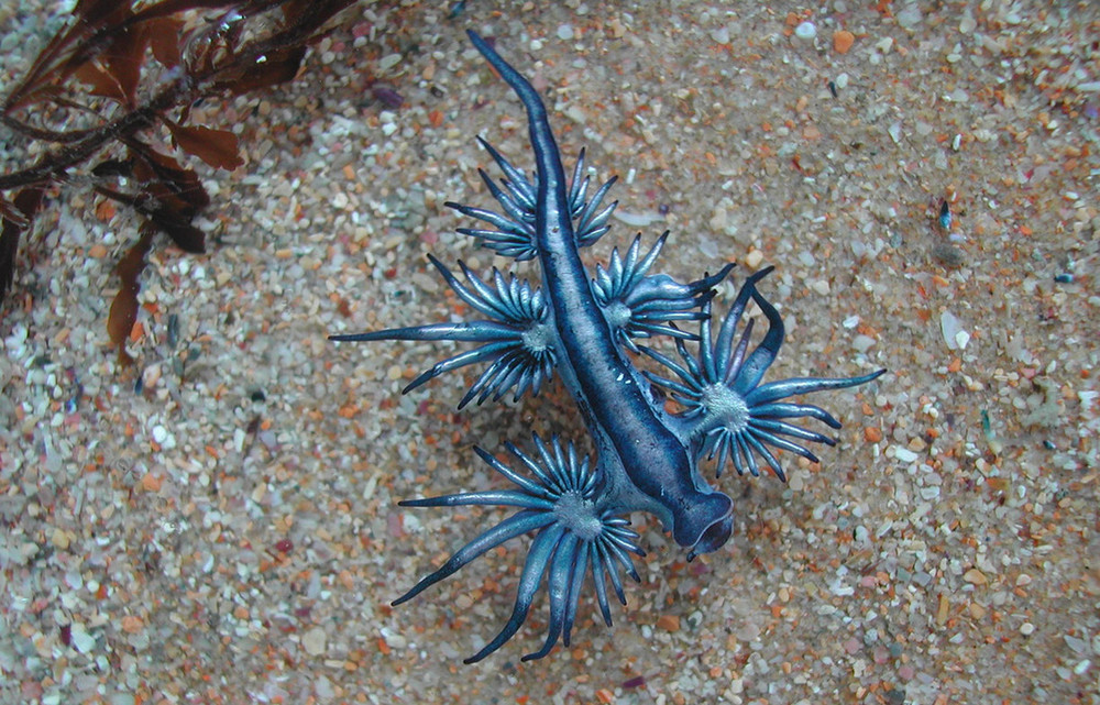 Glaucus atlanticus