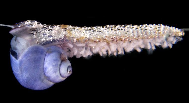 фиолетовая улитка