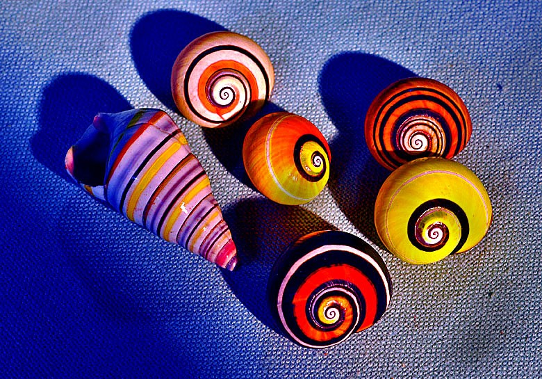 Кубинская Улитка