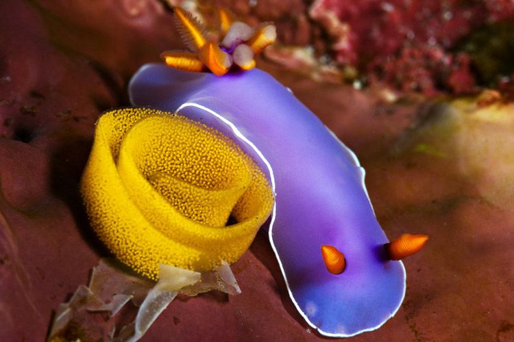 Испанский Платок