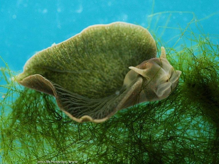 Восточная Изумрудная Элисия