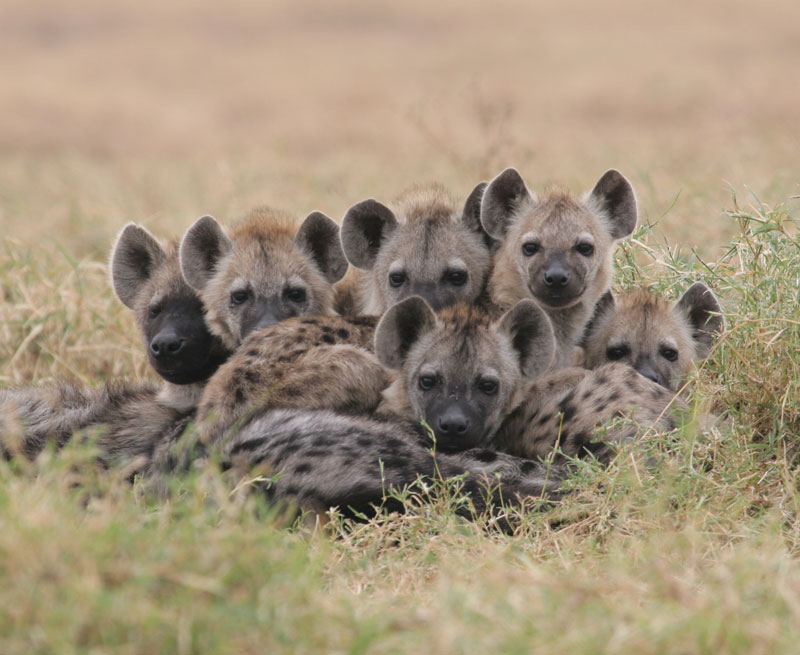 Spotted Hyenas
