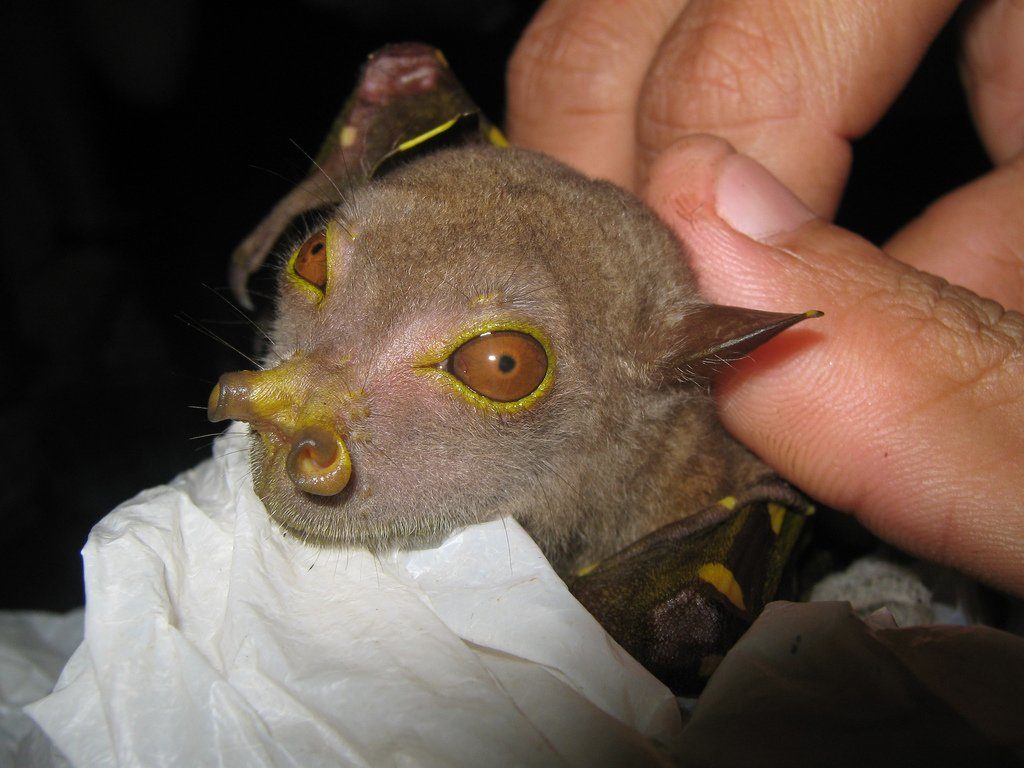 Tube-Nosed Fruit Bat