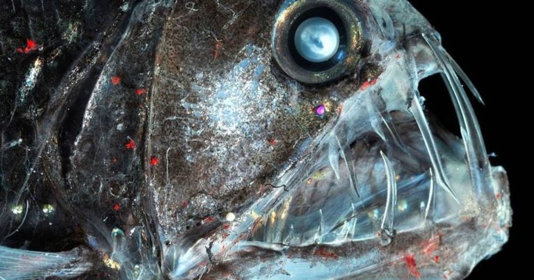 Топ-10 Самых Страшных Глубоководных Существ