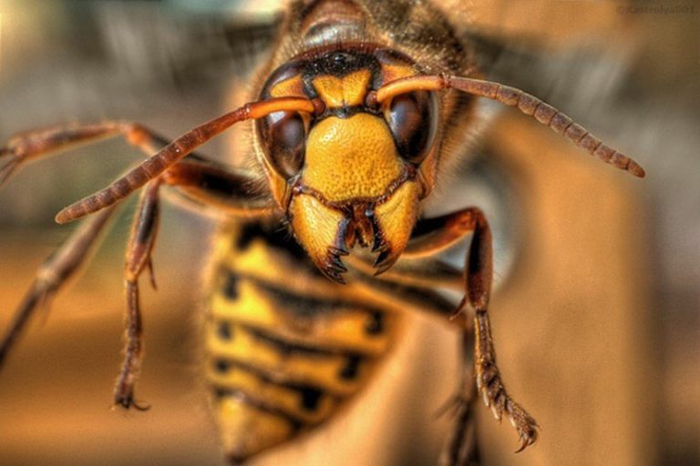 Самые болезненные укусы насекомых в мире