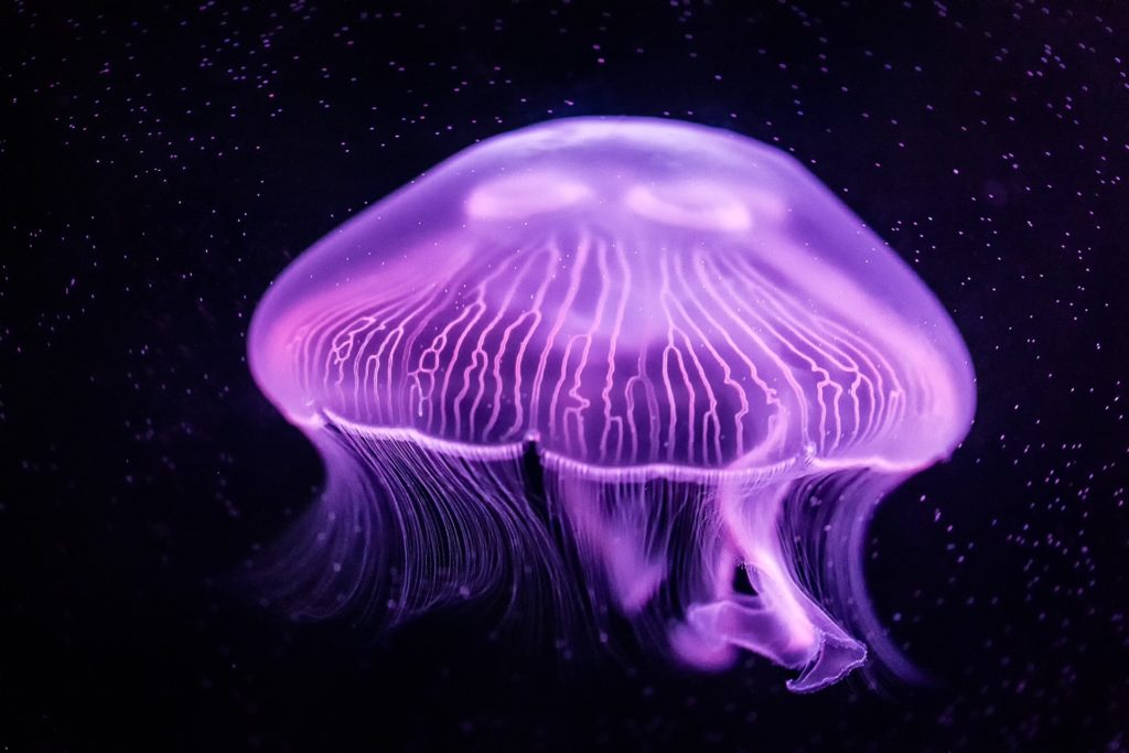 Moon Jellyfish