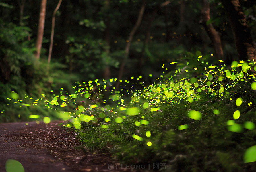 Fireflies