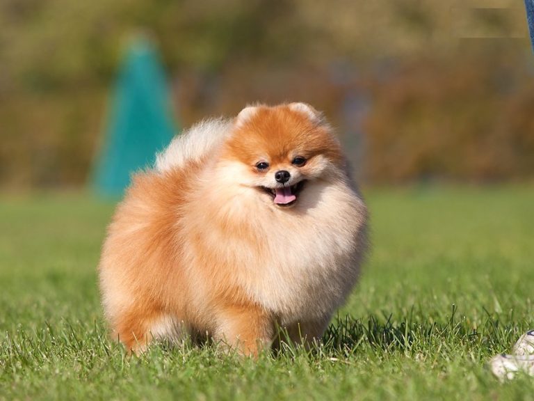 Самые Красивые Породы Собак