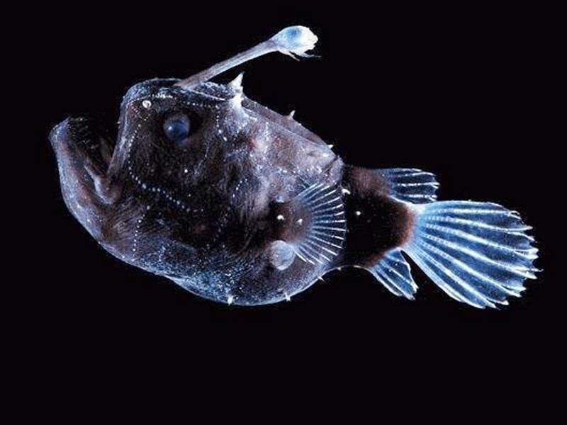 Anglerfish