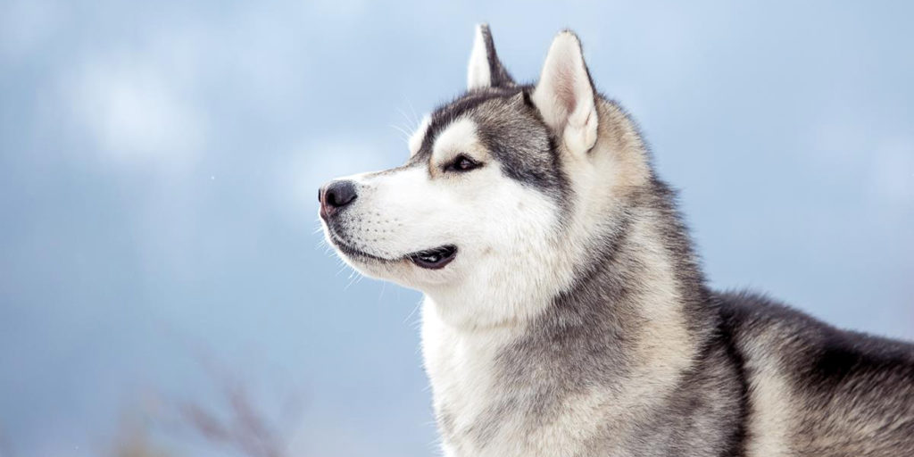 Сибирский хаски