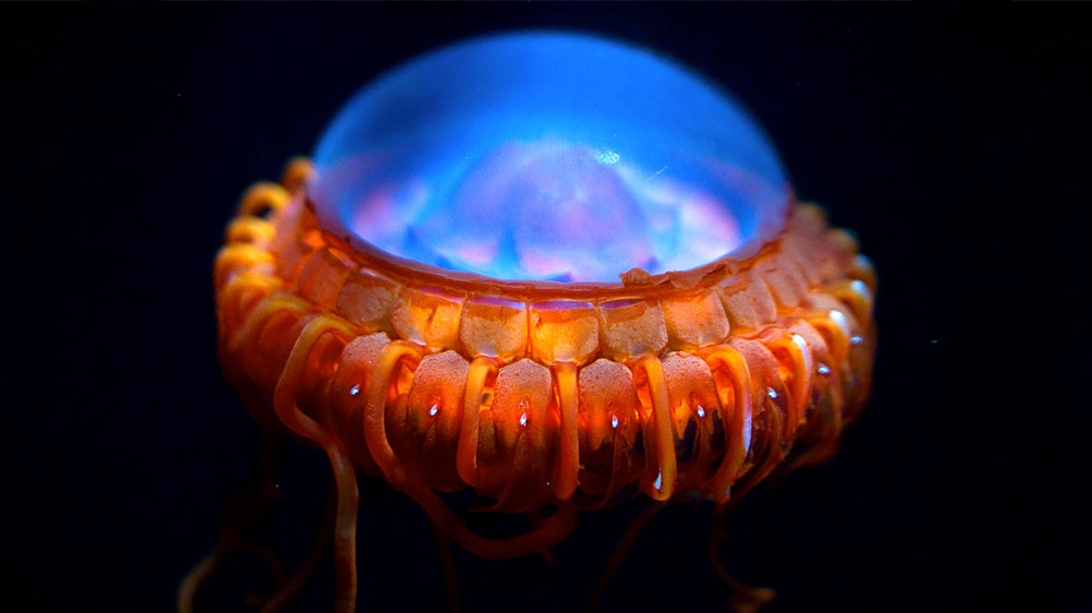 Atolla Jellyfish
