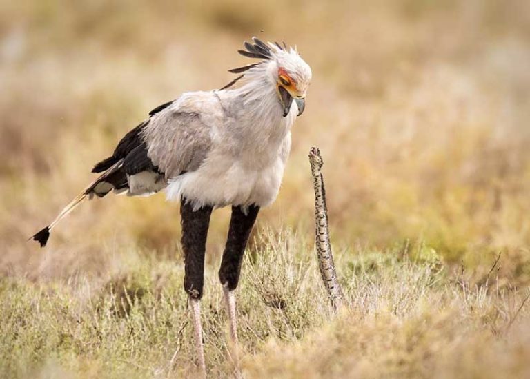 Fearless and Venom-Proof: Animals That Aren’t Afraid of Snakes