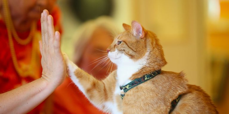 10 Самых Дружелюбных Животных В Мире