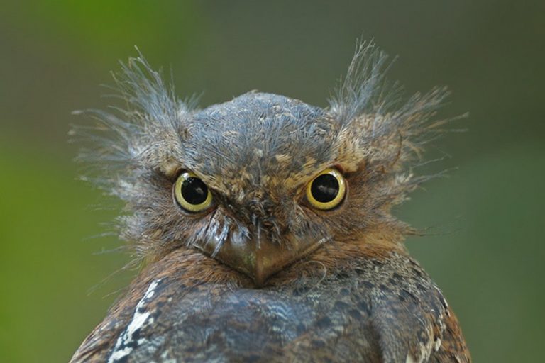 Топ-10 Самых Странных Птиц В Мире