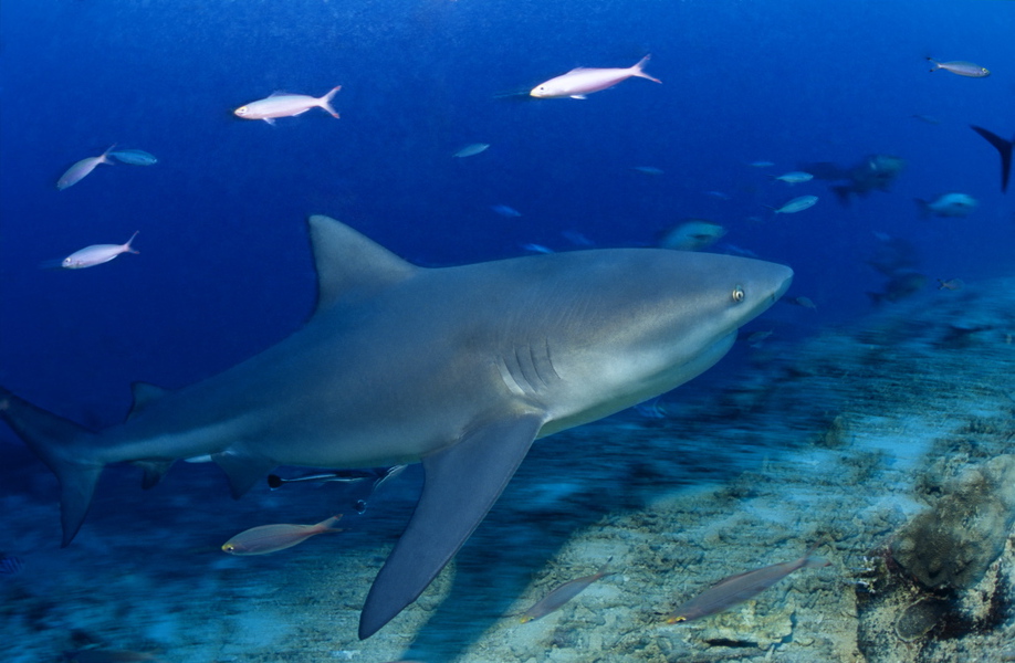 Bull Shark