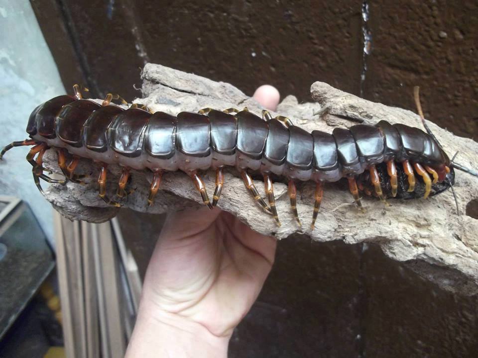 Amazonian Giant Centipede