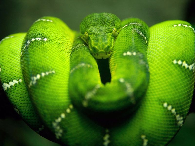 Green Anaconda
