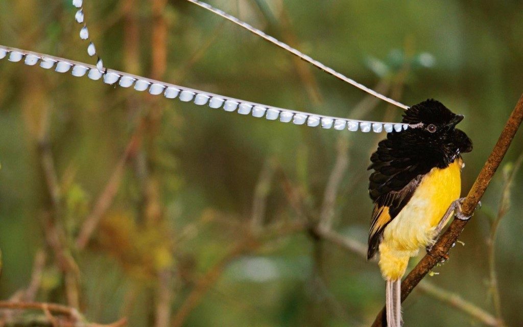 Король Саксонии, Райская птица