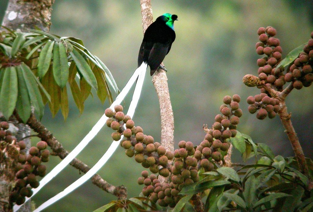 Ленточная хвостатая Астрапия