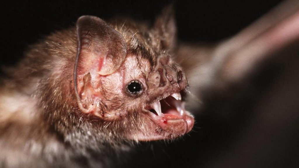 Vampire Bat