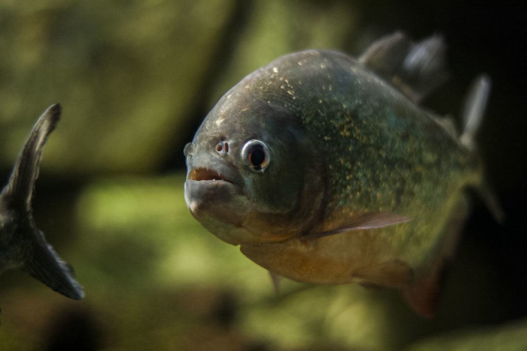 Red-Bellied Piranha