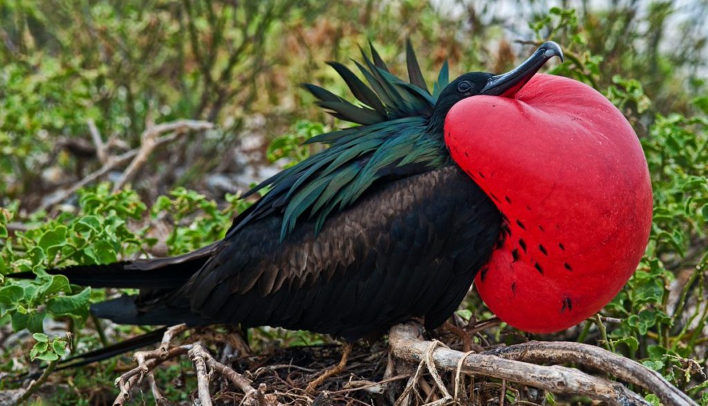 Птица Фрегат