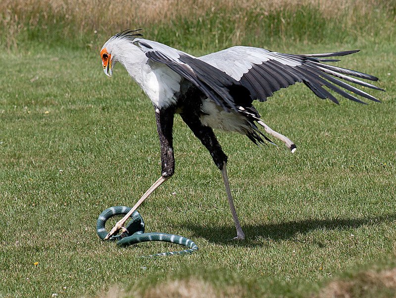 Птица-секретарь