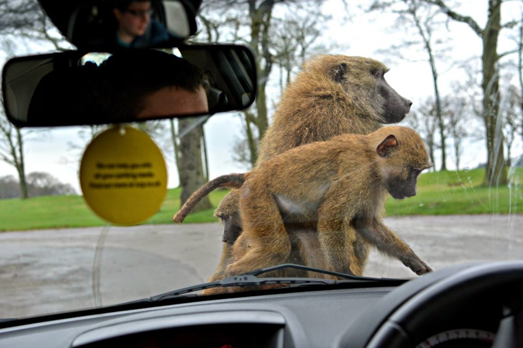Сафари-Парк Ноусли