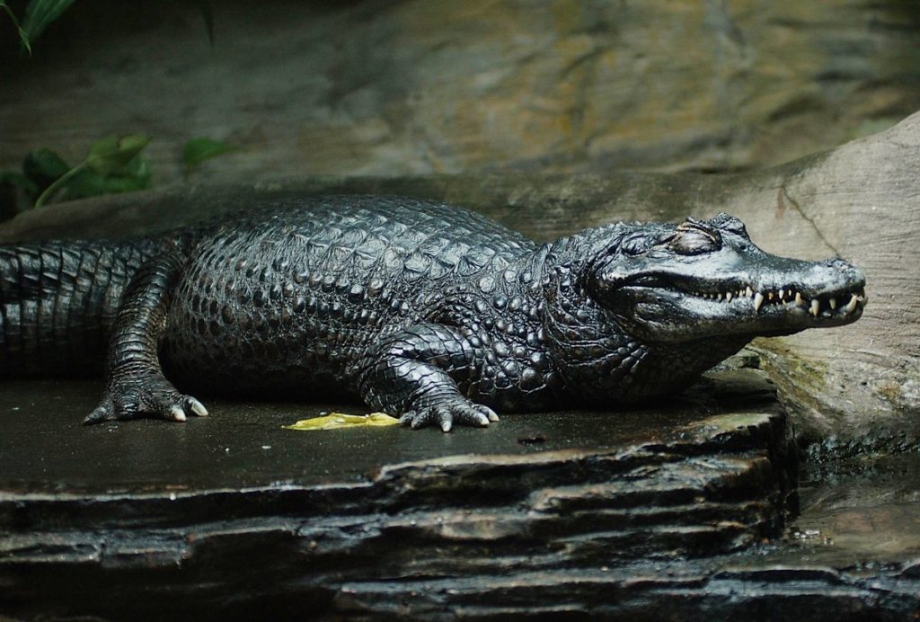 Black Caiman
