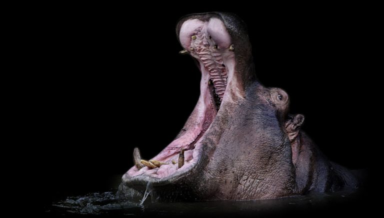 Животные с самым большим ртом