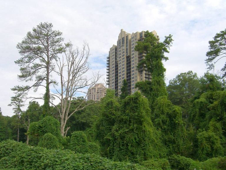 Самые быстрорастущие растения в мире