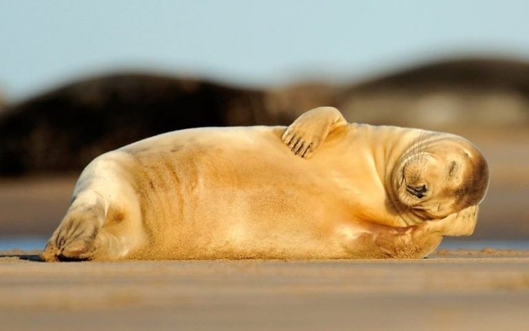 Топ-10 животных, любящих солнце