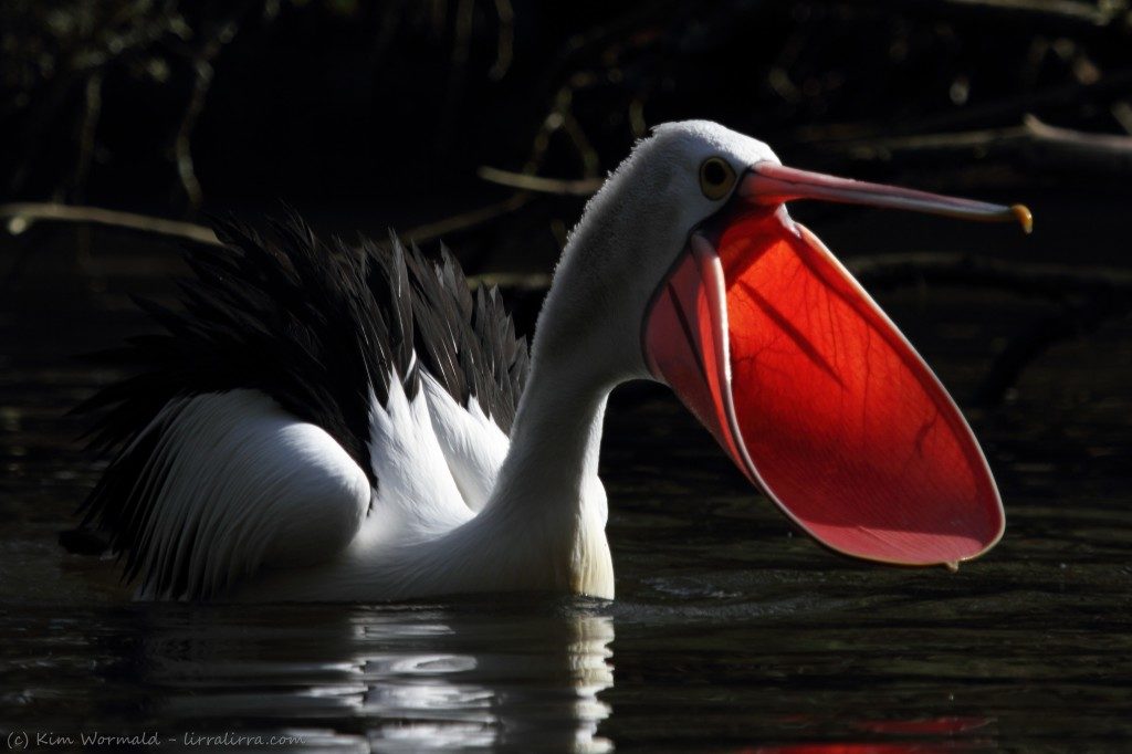 Австралийский пеликан